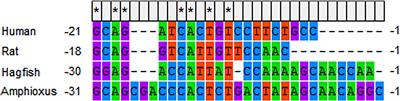 The Origination of Growth Hormone/Insulin-Like Growth Factor System: A Story From Ancient Basal Chordate Amphioxus